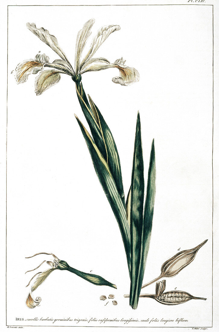 Turkish iris (Iris orientalis),artwork