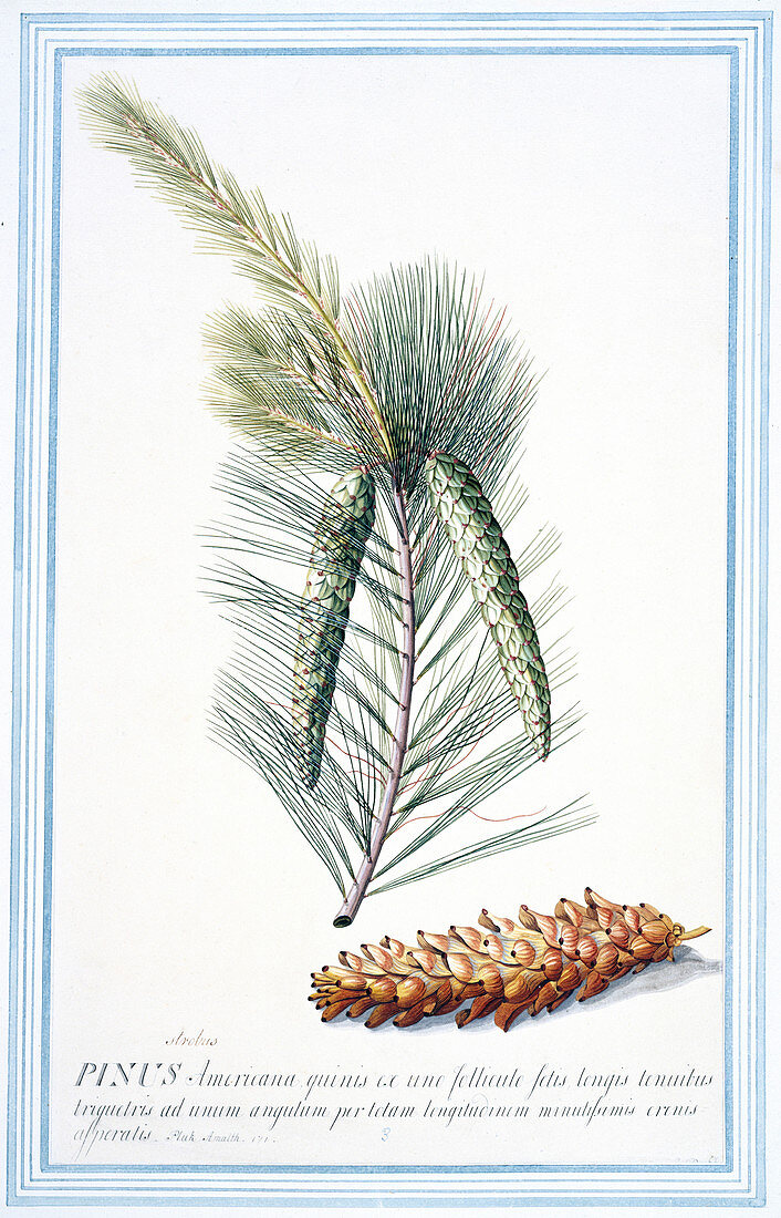 Weynouth pine (Pinus strobus),artwork
