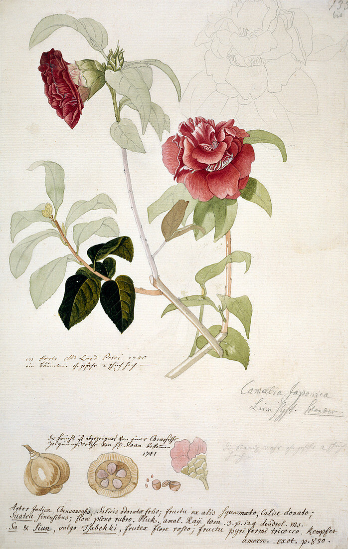 Camellia japonica,artwork