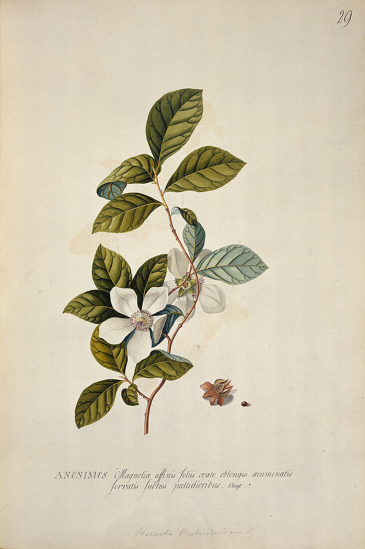 Silky camellia (Stewartia malacodendron)