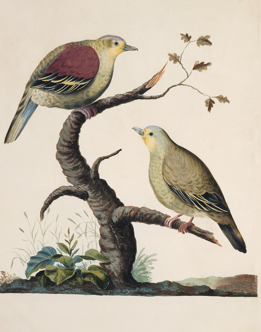 Pompadour green pigeon,artwork