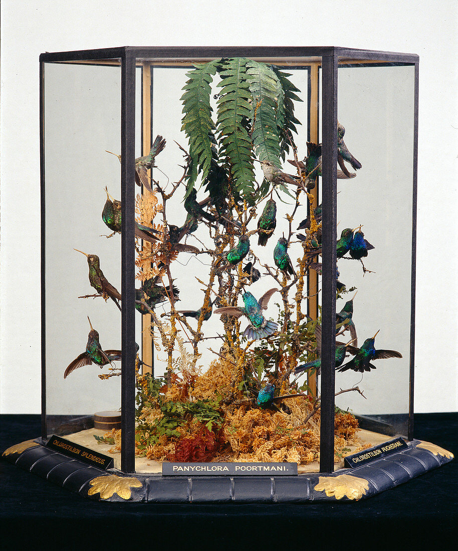 Hummingbird museum display