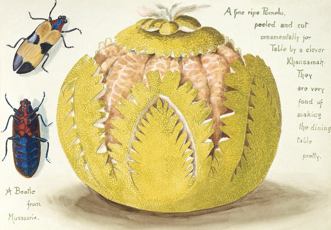 Indian pomelo,early 20th century