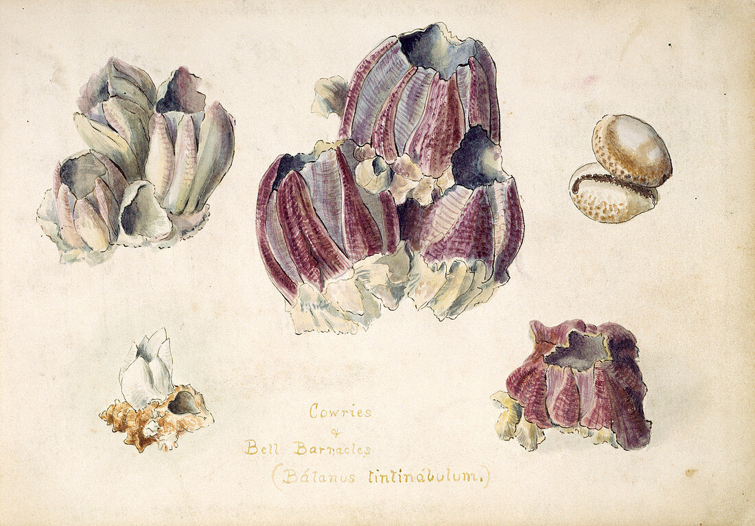 Indian barnacles,early 20th century