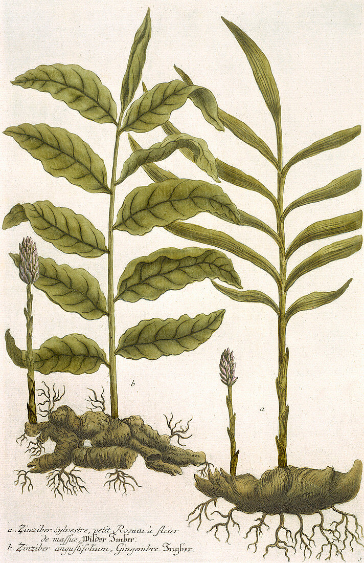 Ginger plants,historical artwork