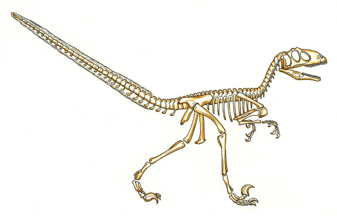 Deinonychus dinosaur skeleton