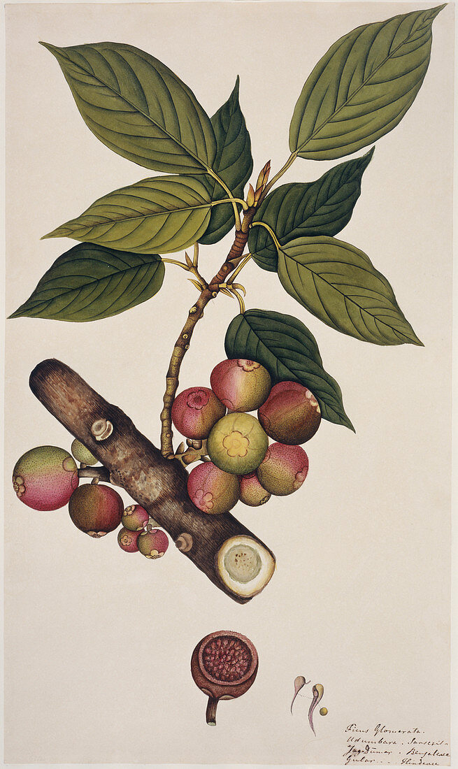 Goolar fig (Ficus glomerata),artwork