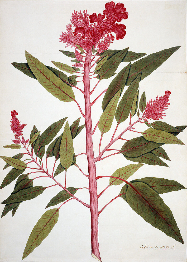 Cockscomb (Celosia cristata),artwork