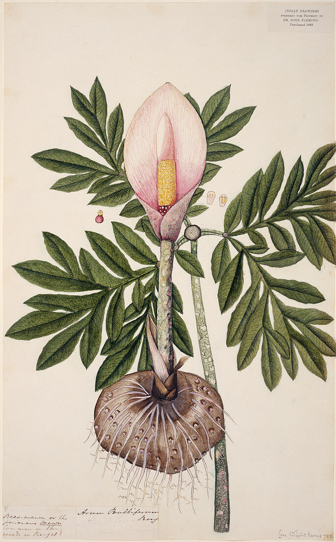 Voodoo lily (Amorphophallus bulbifer)