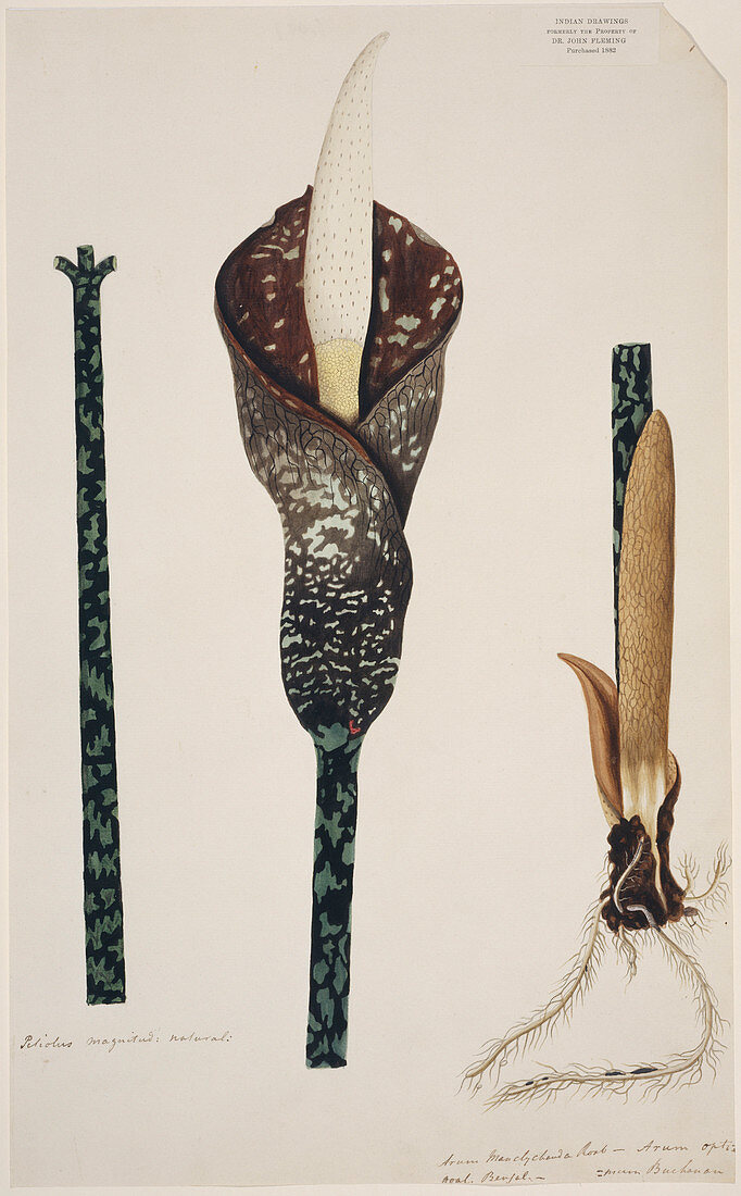 Aroid lily (Amorphophallus muelleri)