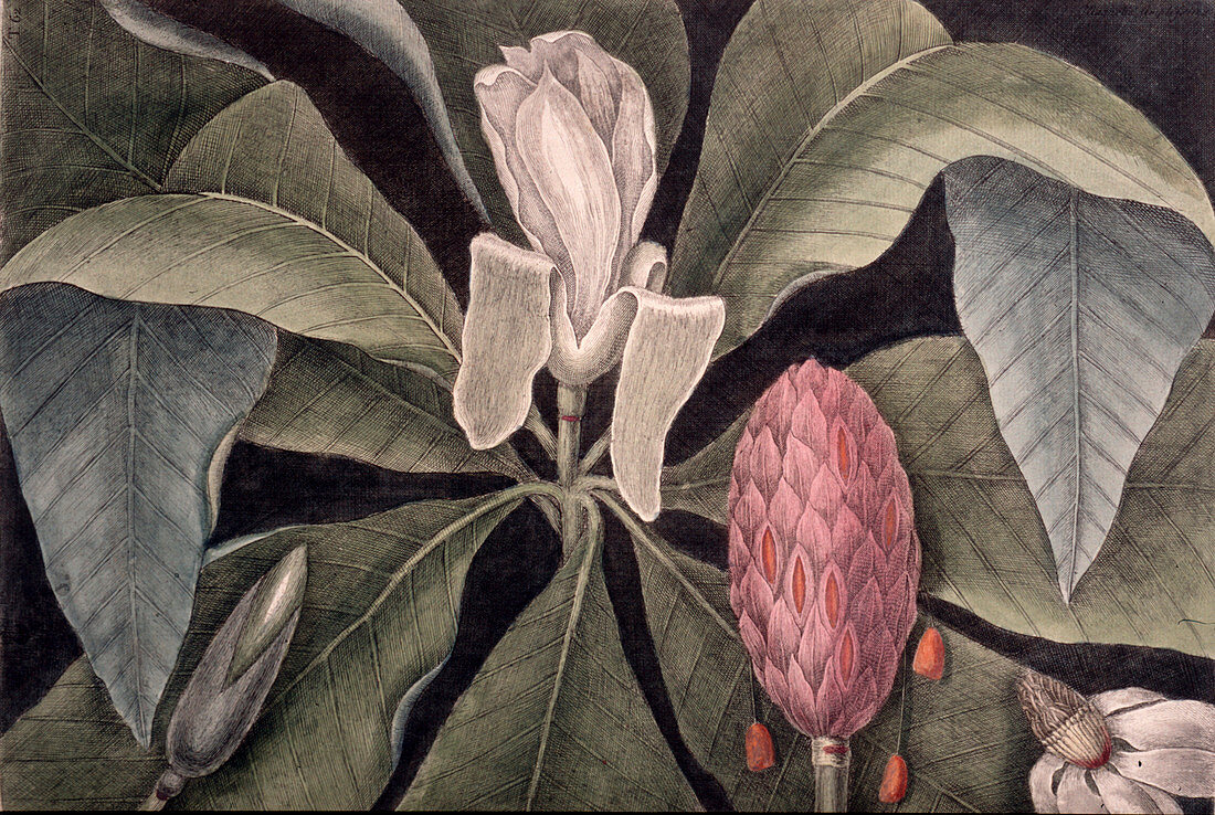 Umbrella magnolia (Magnolia tripetala)