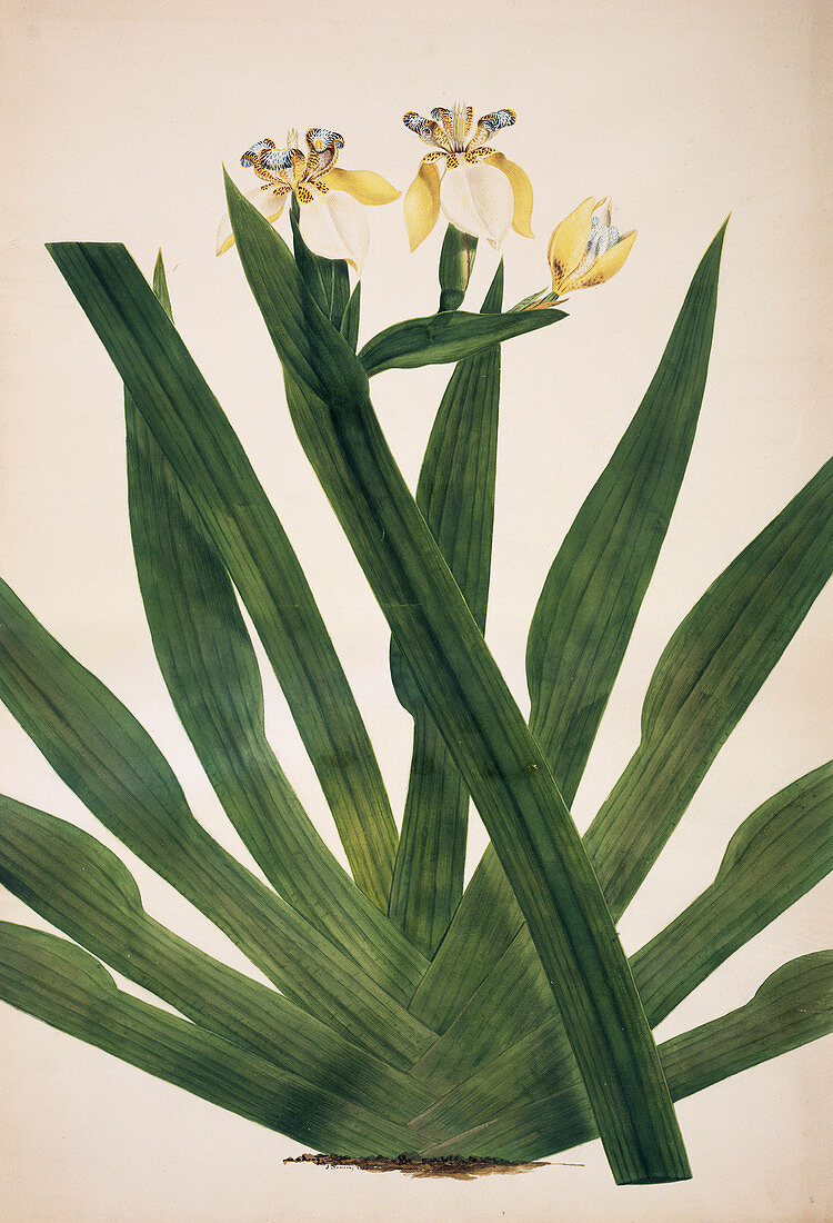 Japanese iris (Iris ensata),artwork