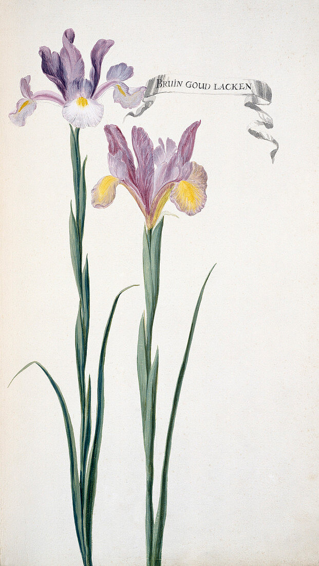 Spanish iris (Iris xiphium),artwork
