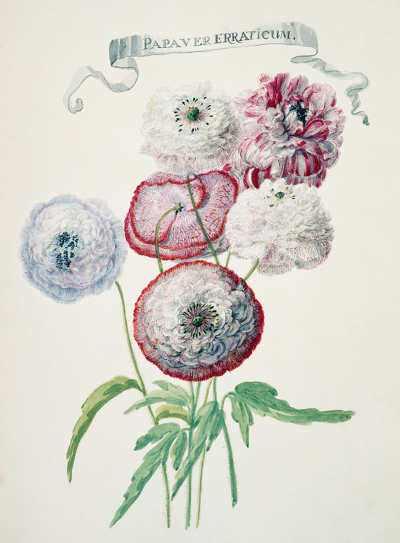 Field poppy (Papaver rhoeas),artwork