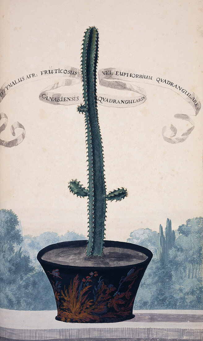 Spurge (Euphorbia canariensis),artwork