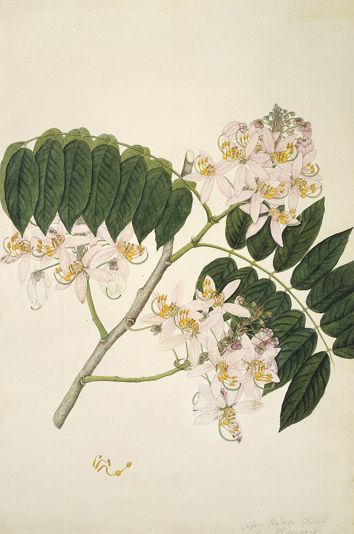 Pink cassia (Cassia nodosa),artwork