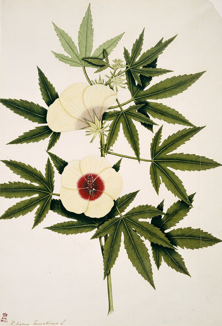 Kenaf (Hibiscus cannabinus),artwork