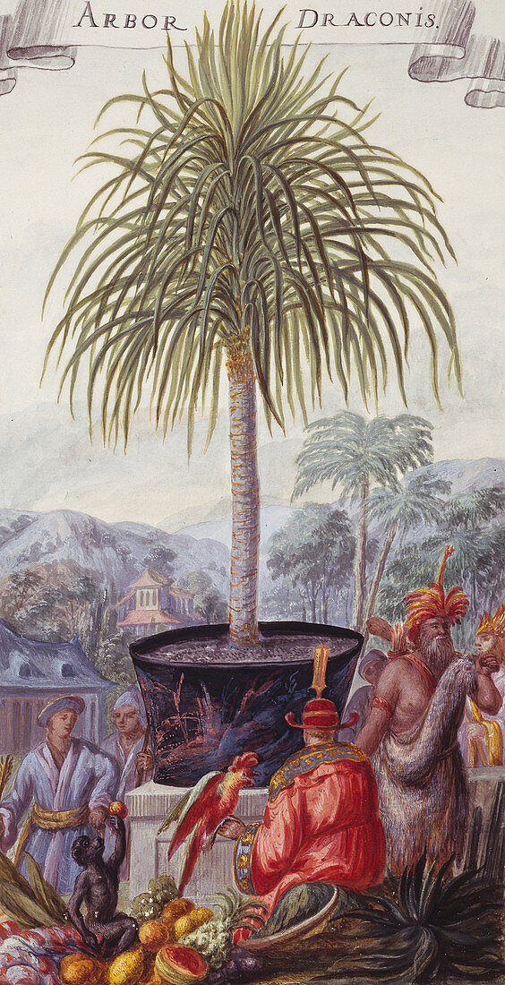 Dragon tree (Arbor draconis),artwork