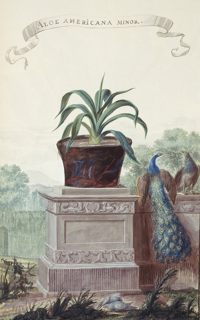 Aloe americana minor,artwork