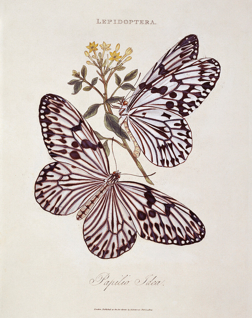 Idea tree nymph butterfly,artwork