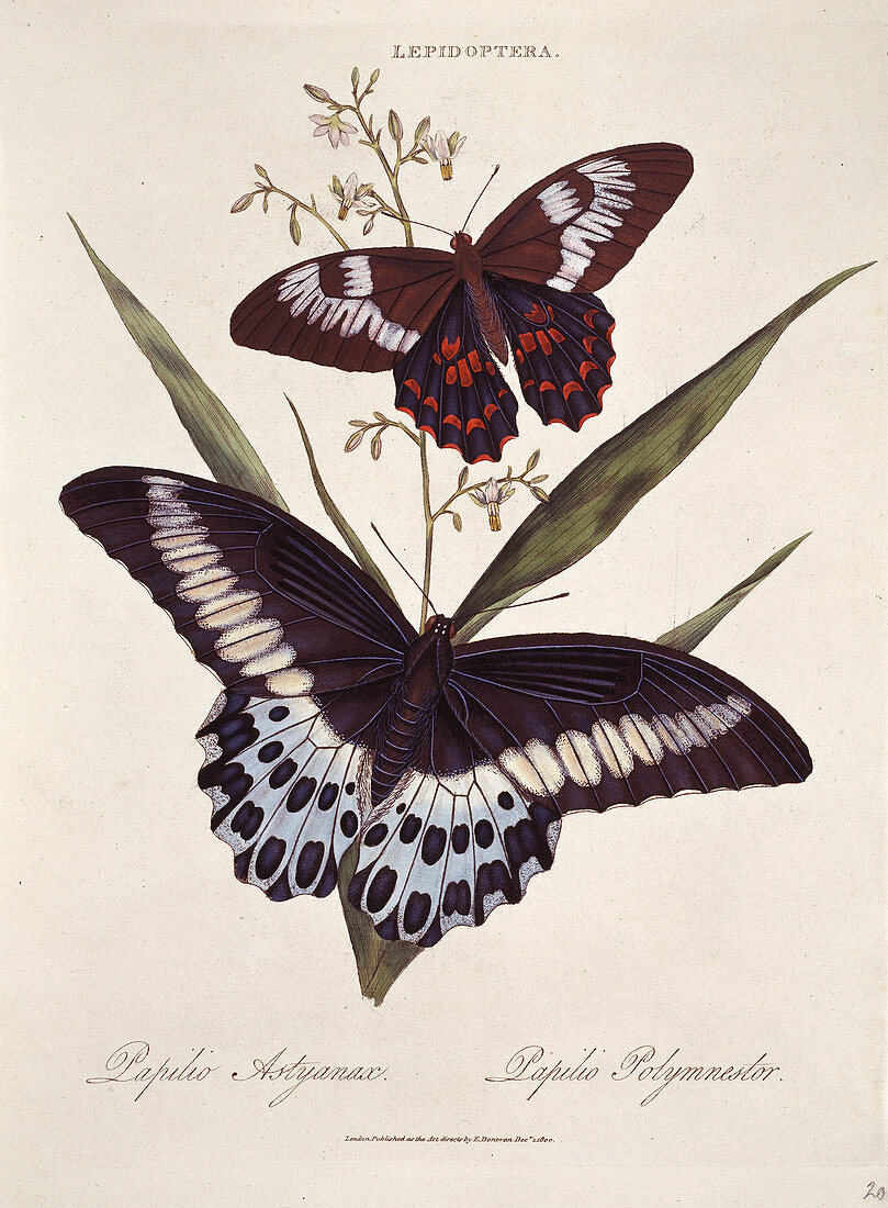Common and blue mormon butterflies