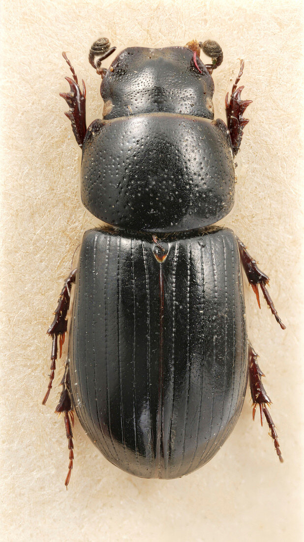 Beaulieu dung beetle