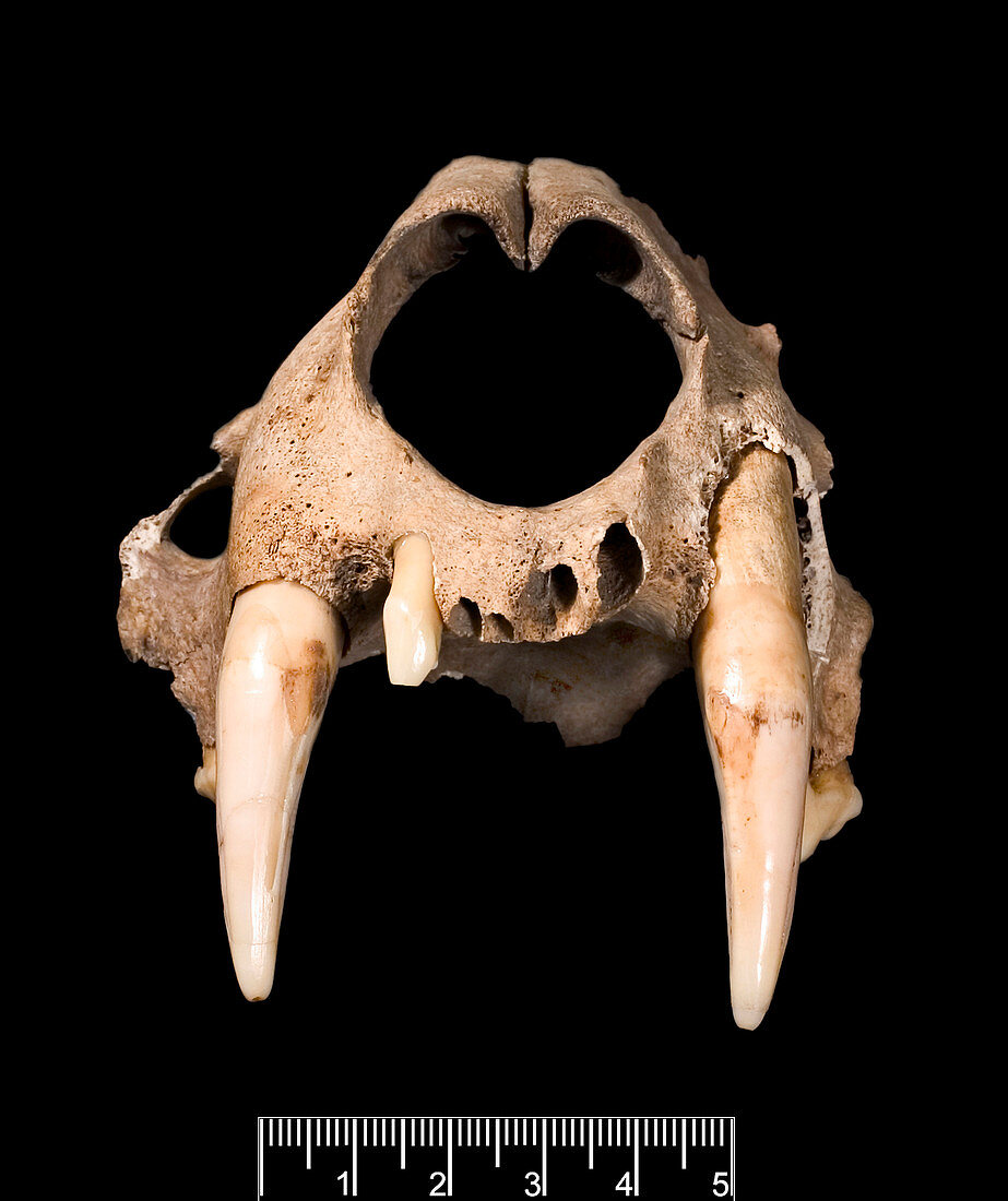 Leopard skull,partial specimen