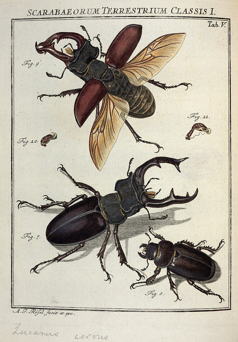Lucanus stag beetle,18th century