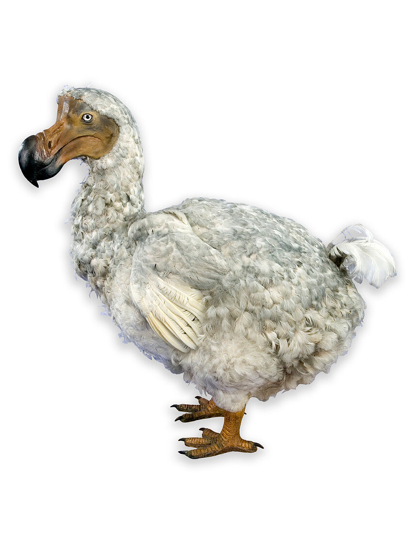 Dodo model