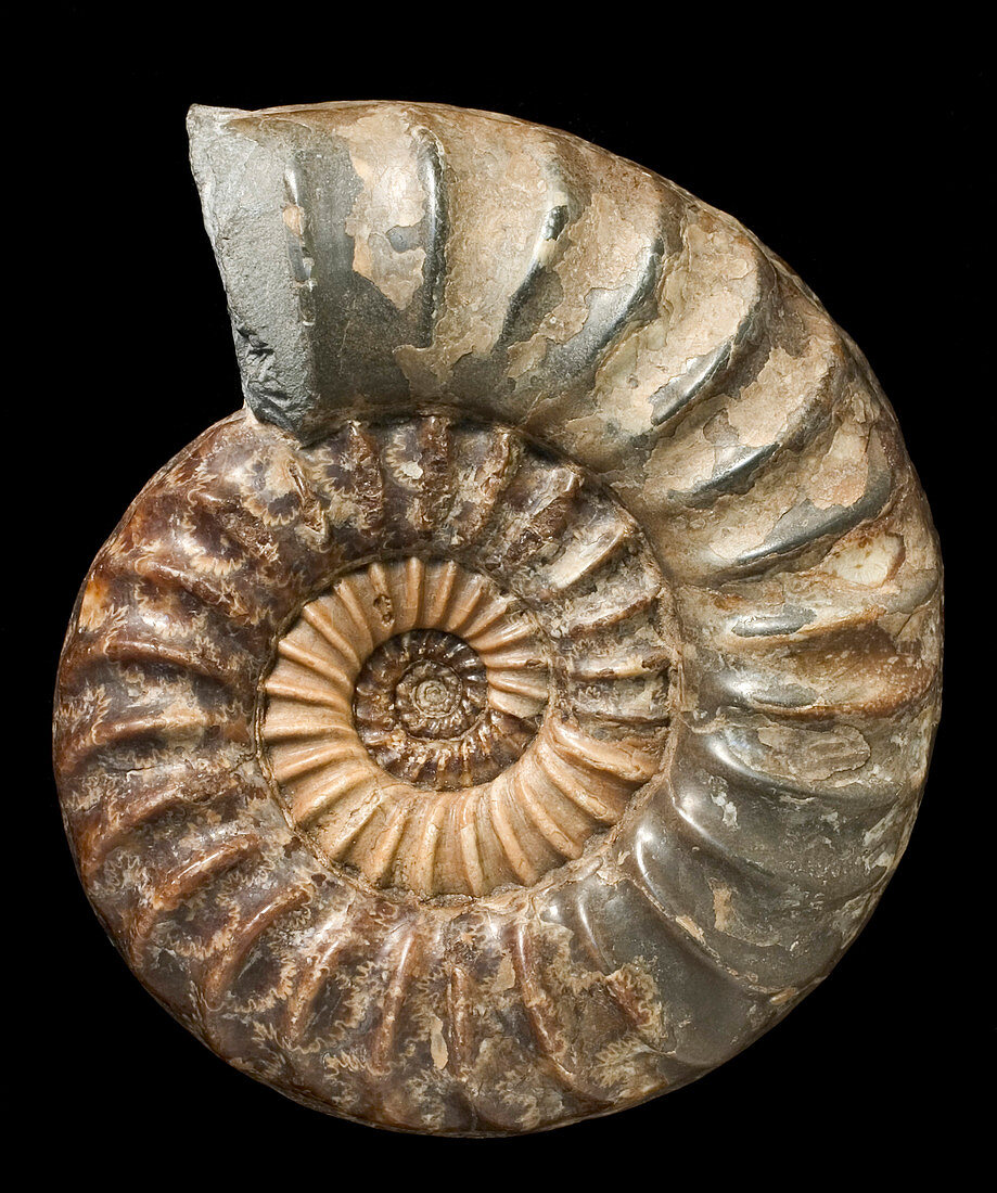 Asteroceras ammonite fossil