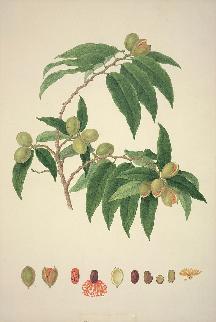 Nutmeg plant,historical artwork