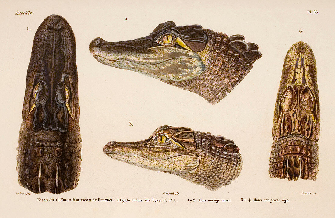 American alligator,19th century