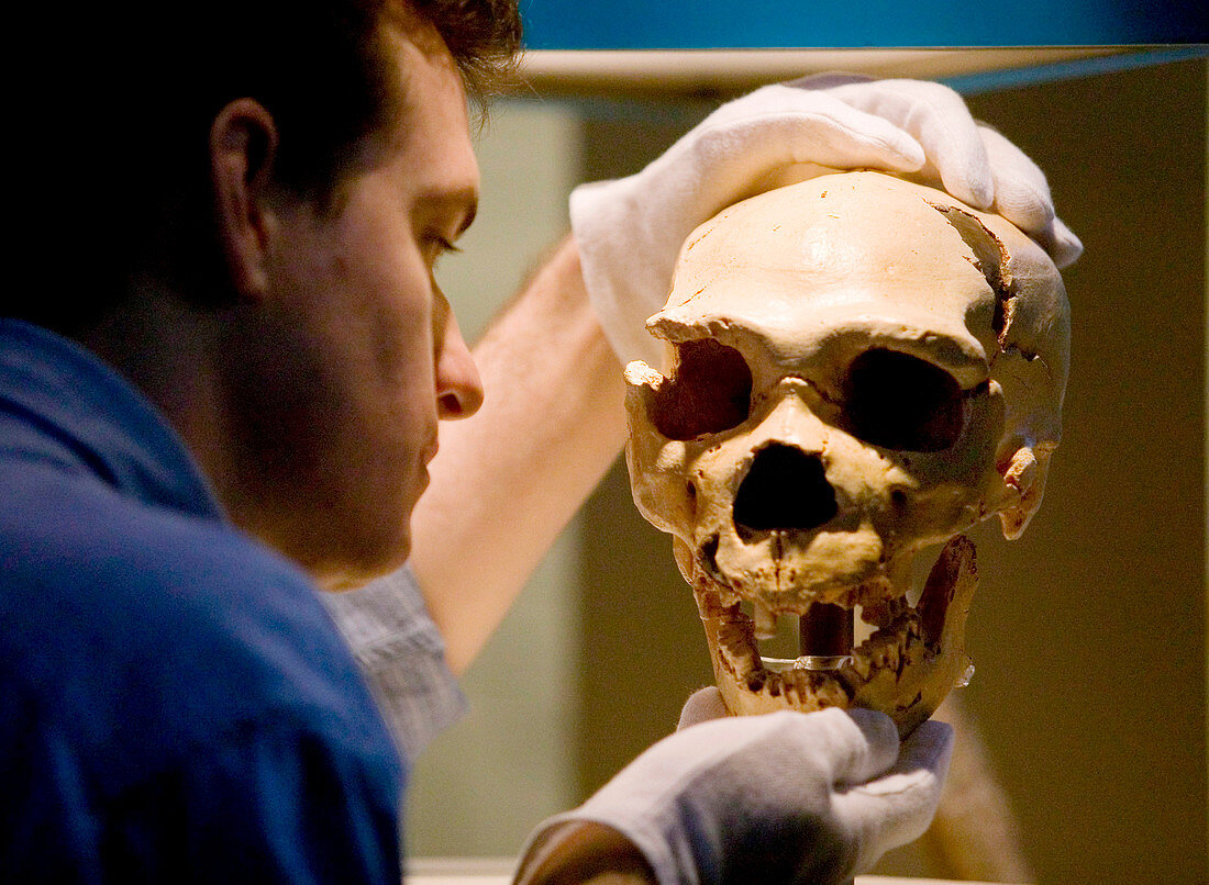 Neanderthal skull,museum display