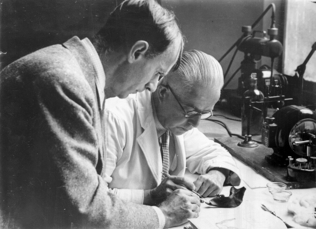 Piltdown Man fossil tests,1949