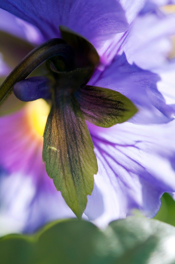 Pansy (Viola x wittrockiana)