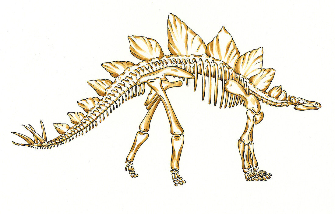 Stegosaurus dinosaur skeleton