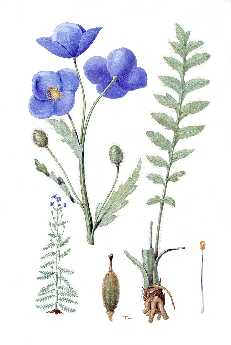 Blue poppy,historical artwork