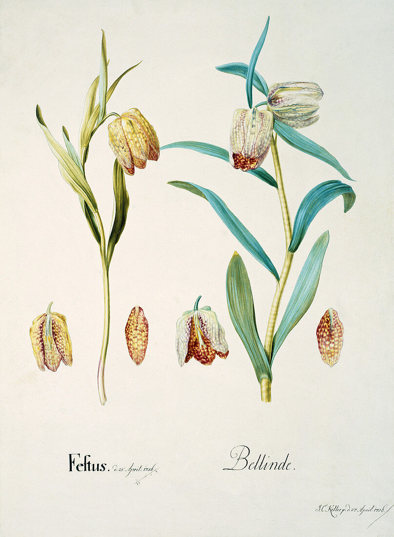 Fritillary flowers,18th century
