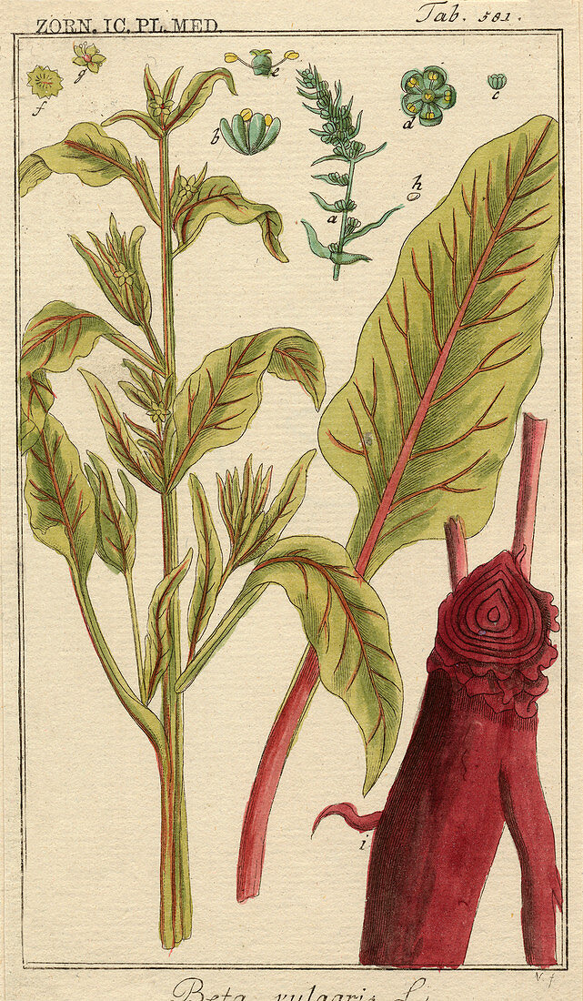Spinach beet,18th century