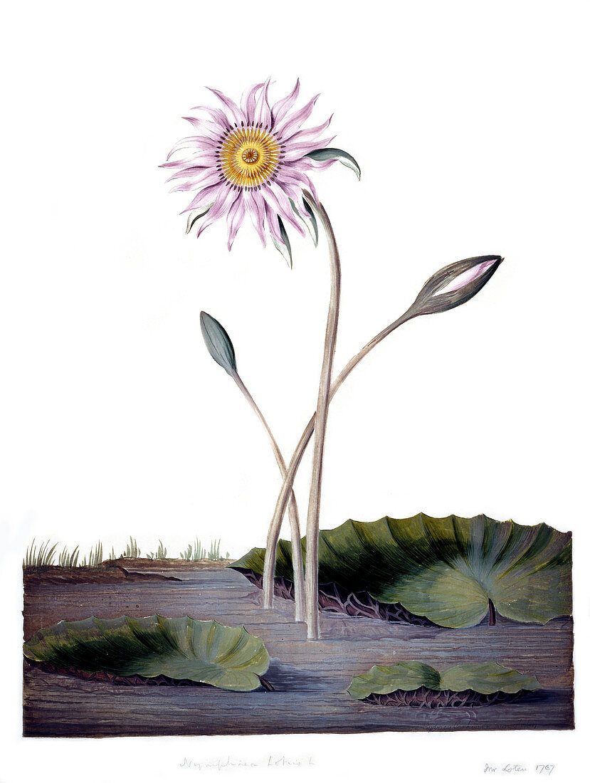 Water lily,18th century