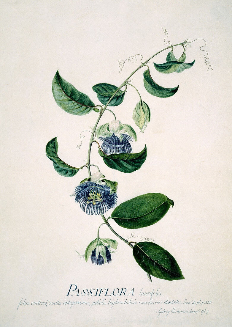 Passion flower,18th century