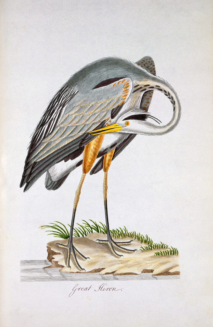 Great blue heron,18th century
