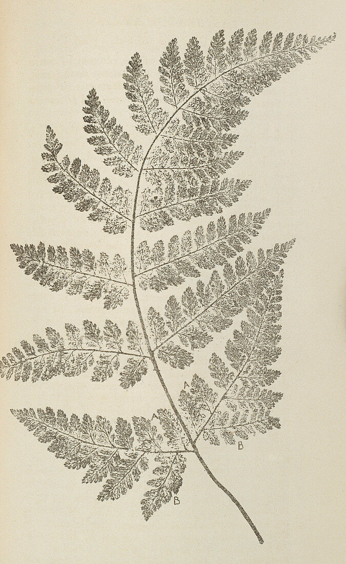 Broad buckler fern,19th century