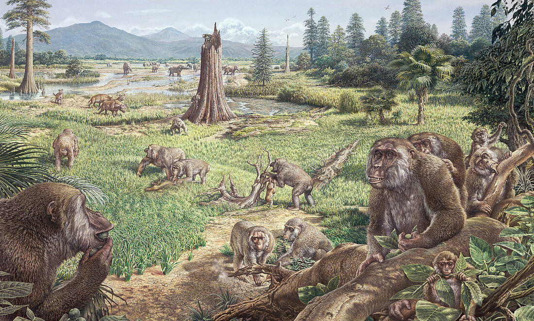 Ankarapithecus,prehistoric ape