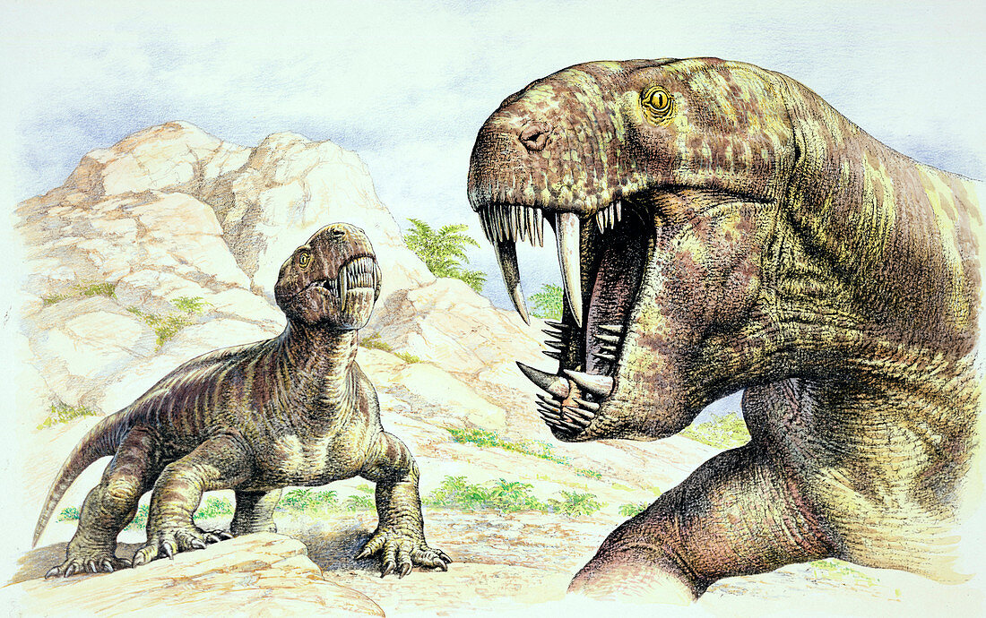 Gorgonopsian,prehistoric proto-mammal