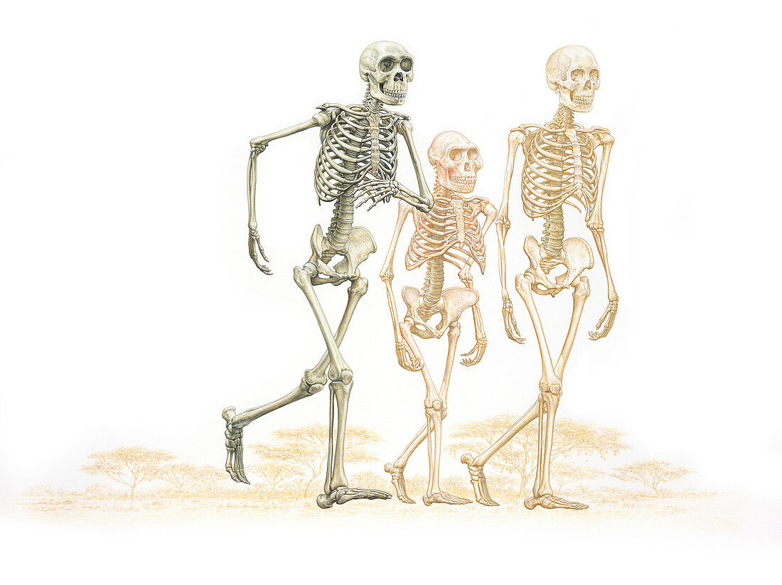 Prehistoric hominid skeletons