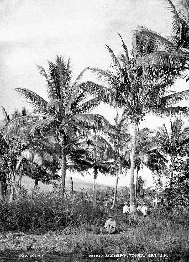 Trees and people on Tonga,19th century