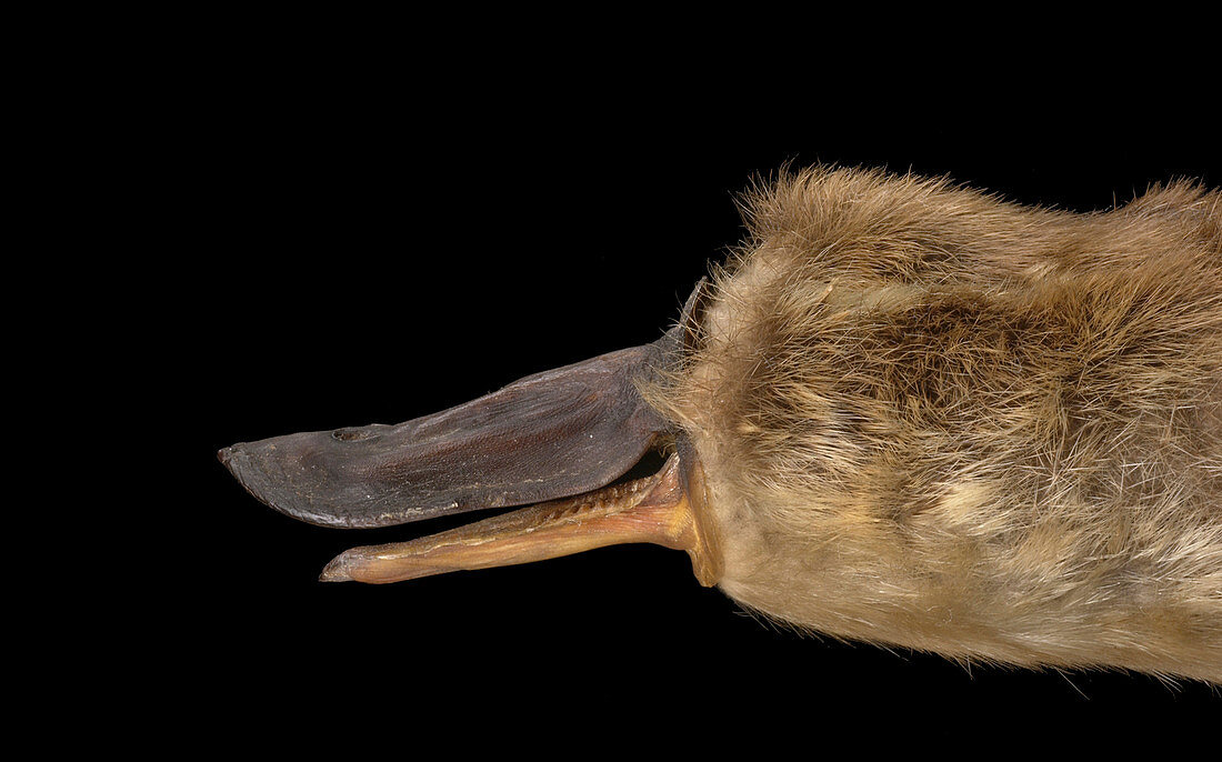 Duck-billed platypus,type specimen
