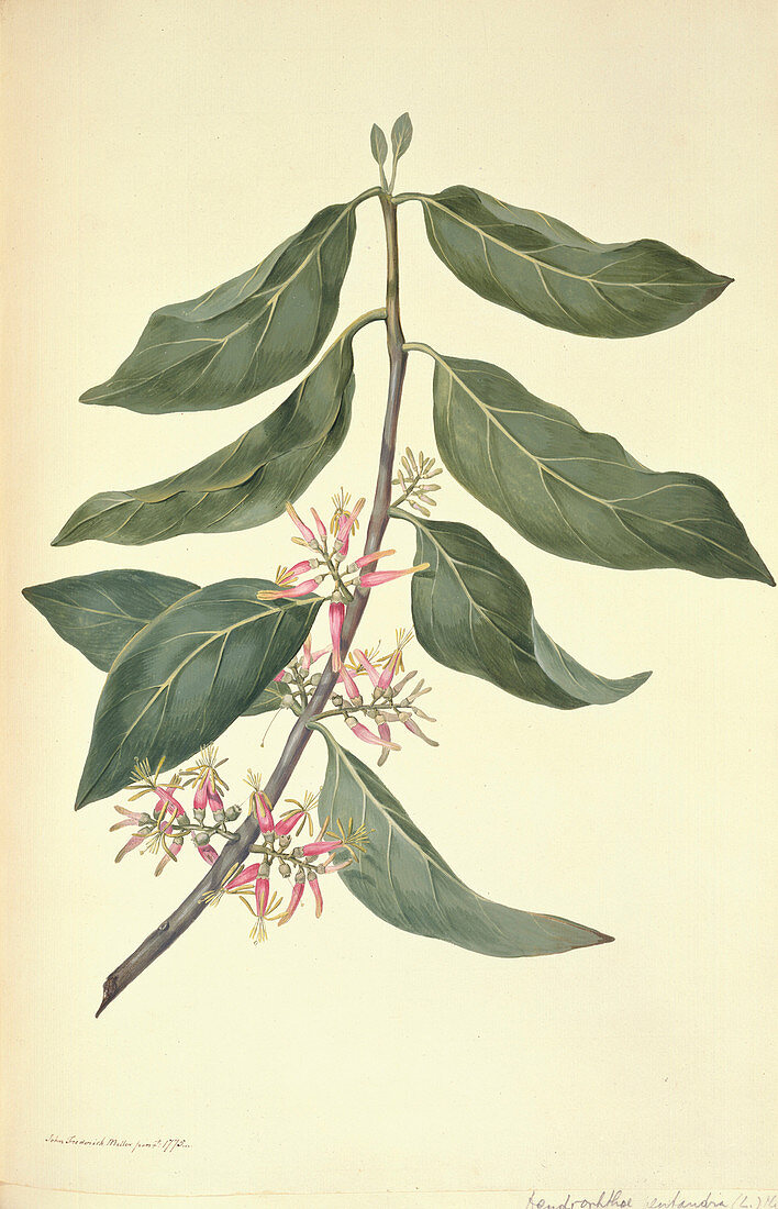 Mistletoe,18th century