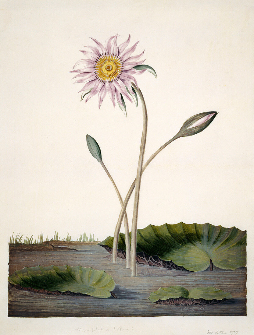 Nelumbo lotus flower,18th century